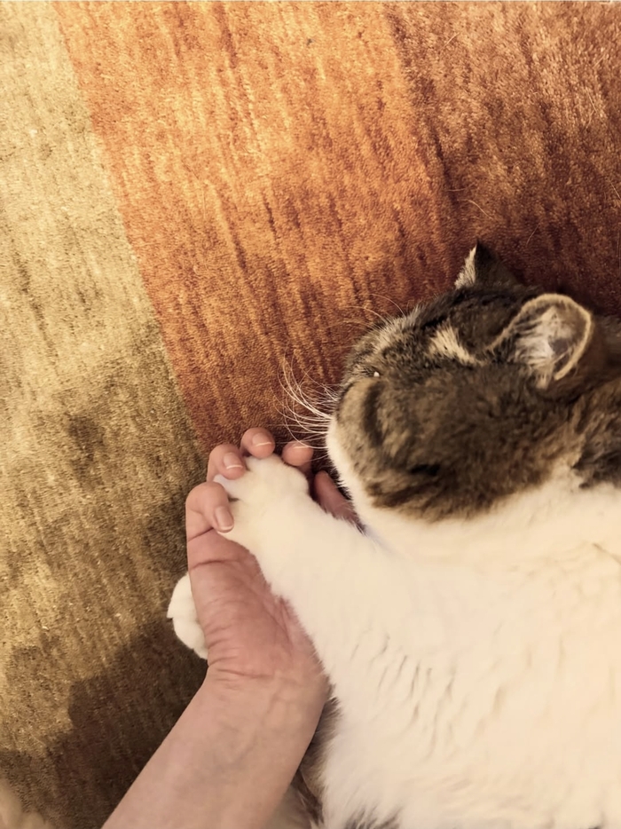 Кот дня