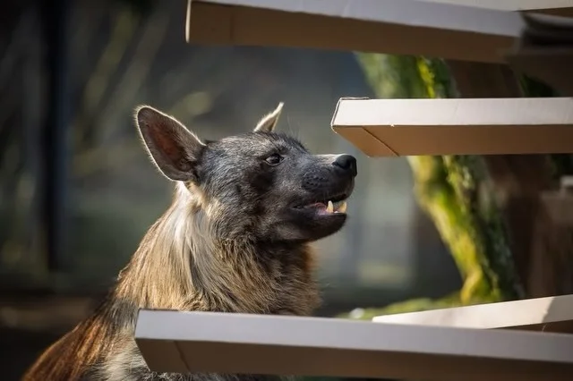 These are the wrong boxes. - Brown hyena, Hyena, Predatory animals, Wild animals, Zoo, Box, The photo, Longpost