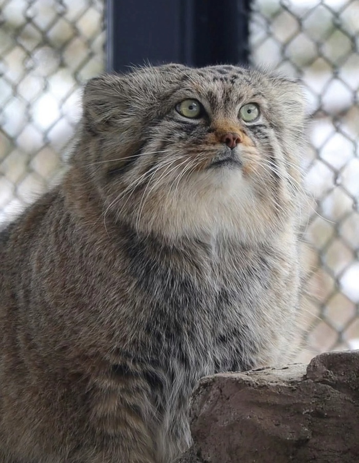 �����, ������� �������, �������� suna.manul_cat03