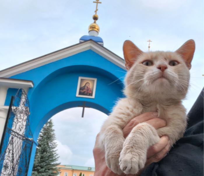 Возле монастырских ворот бродил хромой и голодный кот.