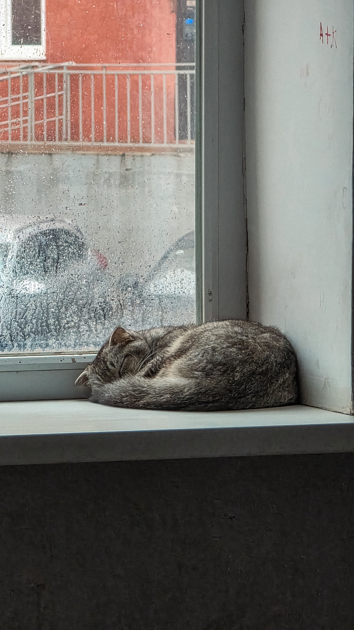 Кошка дня