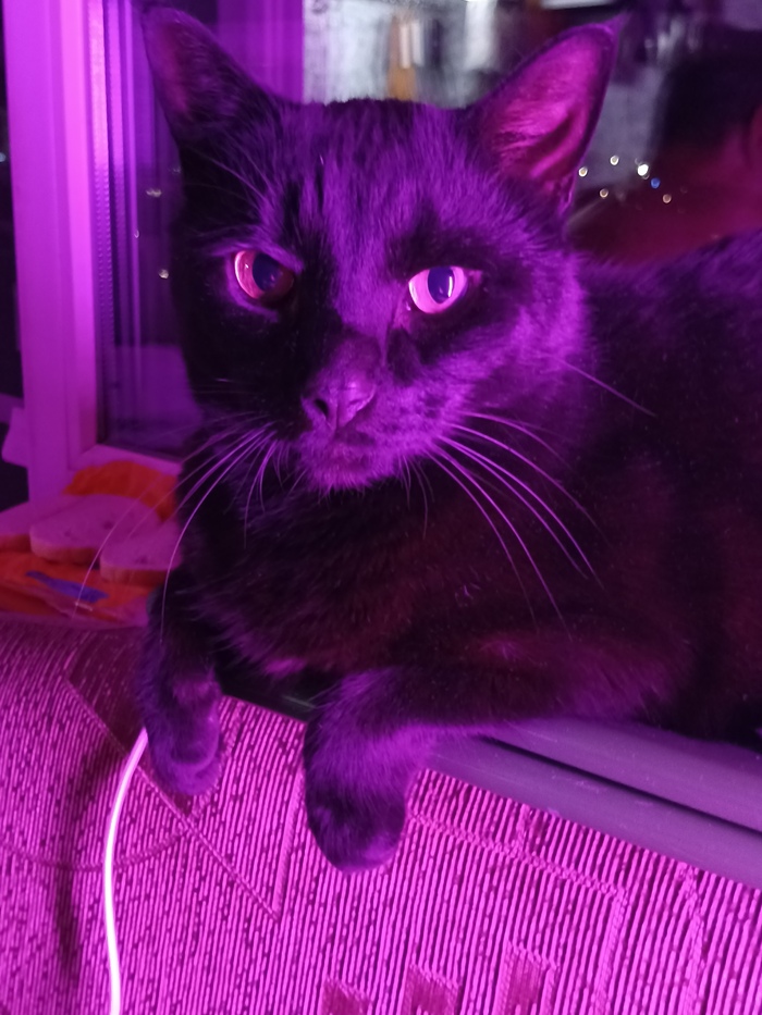 Кот Кактус.