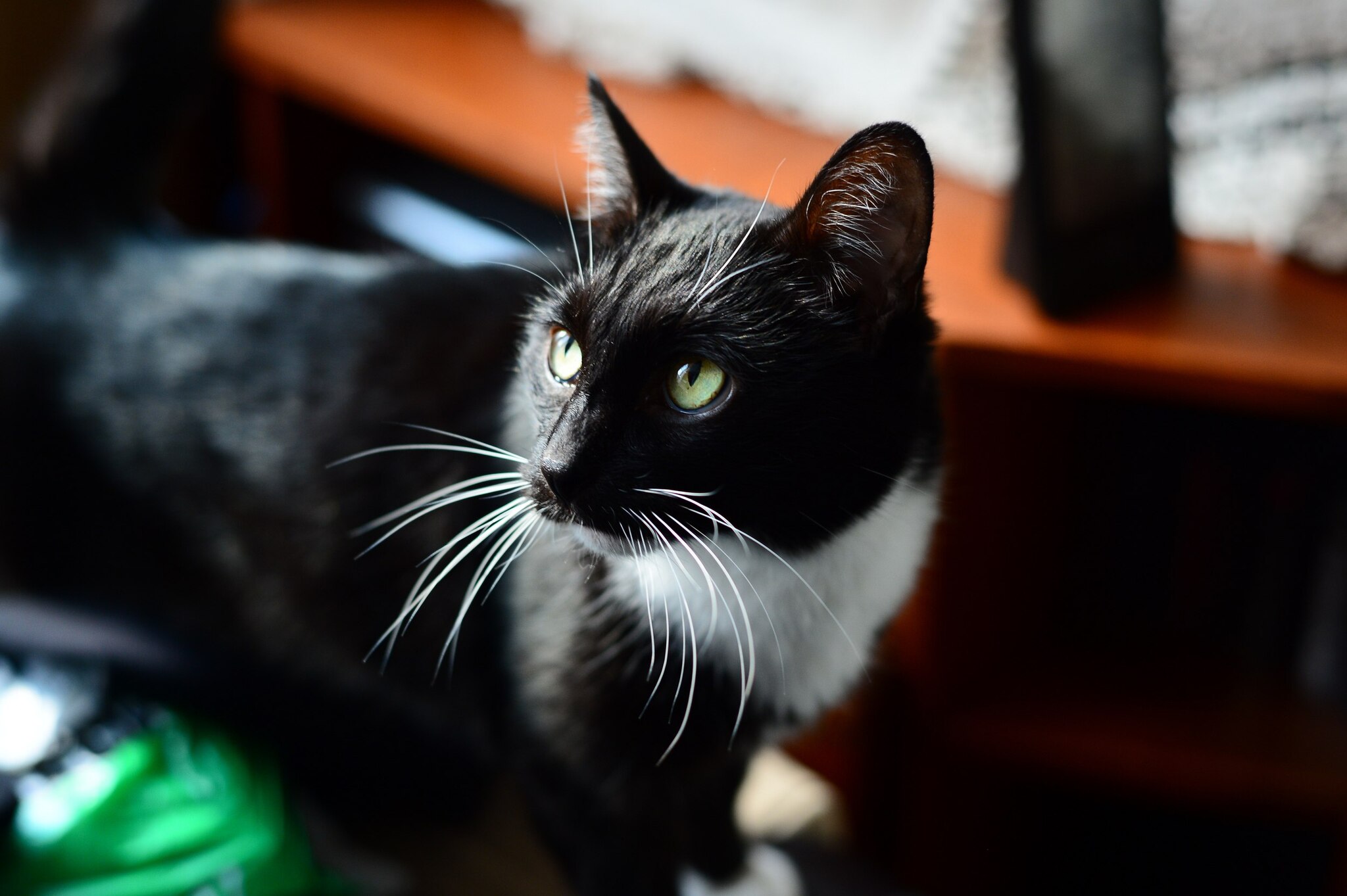 Reply to the post Sunday Column 'Show Your Pet' - cat, Sunday, Dog, A wave of posts, Reply to post