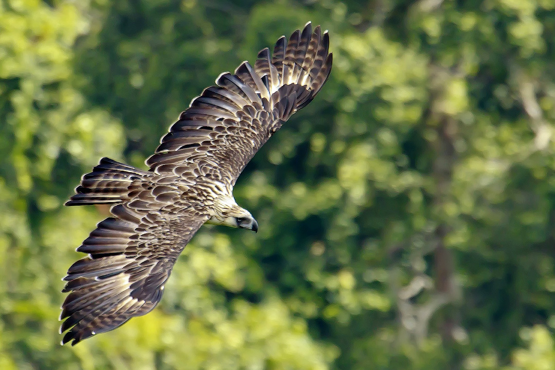 Philippine harpy eagle. Giant monkey-eating eagle. - Series Cognitive, My, Biology, Rare view, In the animal world, wildlife, Animals, Birds, Eagles, Longpost