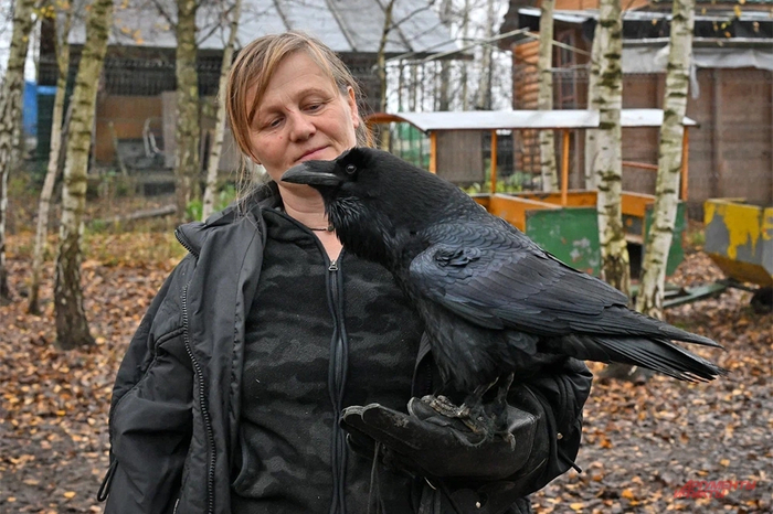 Анна Пономарёва и ворон Карлуша. Фото: <a href="https://pikabu.ru/story/poedet_k_karlushe_voron_blogera_chugaynova_mozhet_otpravitsya_v_novyiy_dom_14273332?u=https%3A%2F%2Faif.ru%2F&t=%D0%90%D0%B8%D0%A4&h=f5982b8f2d6f8c417b8f18af99b707f0561b0035" title="https://aif.ru/" target="_blank" rel="nofollow noopener">АиФ</a>/ Эдуард Кудрявицкий