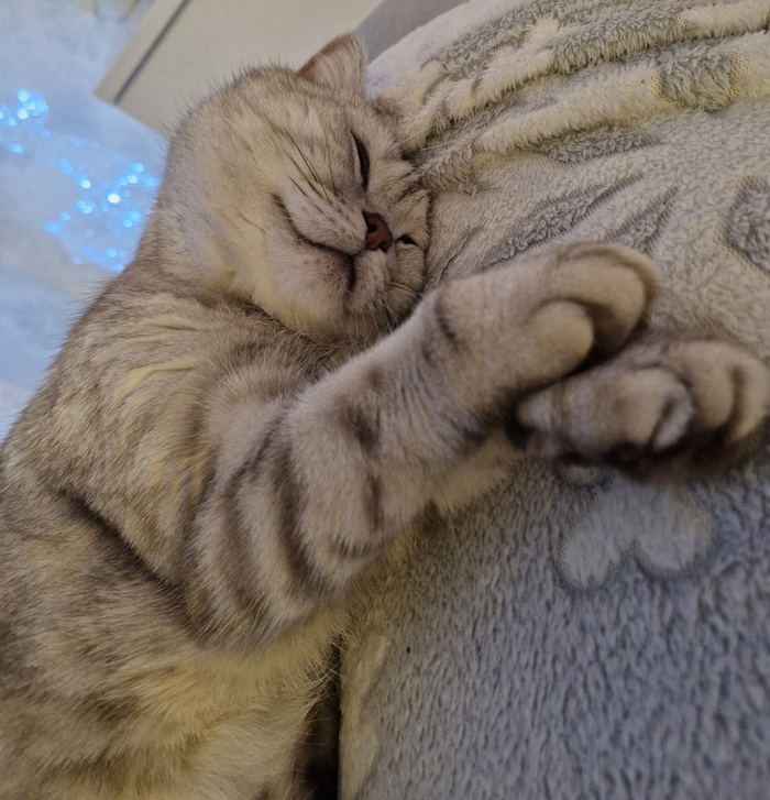 Кот Барсентий Укусов