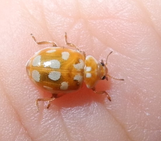 ����� ����������������������� (Myrrha octodecimguttata)