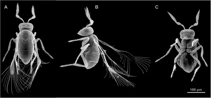Megaphragma mymaripenne ��� ����������� �����������.