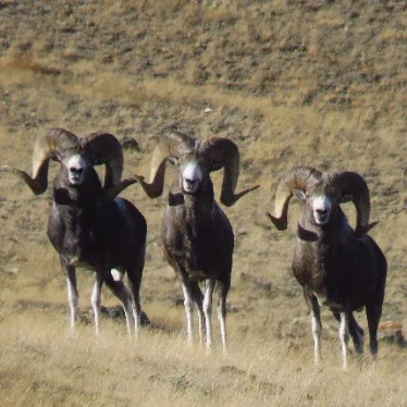 Mountain goats and mountain sheep - how to tell the difference - Series Ungulates, Argali, Mountain goats, Comparison, Sayano-Shushensky Reserve, MAX messenger (link), Longpost
