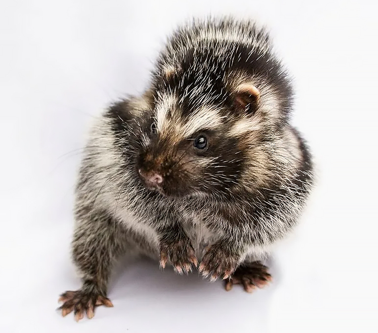 The Heart-Stopping Hamster - Series Did you know , My, Biology, Informative, Facts, Nature, Animals, Nauchpop, In the animal world, Amazing, Astonishment, Mammals, Rodents, Hamster, Longpost