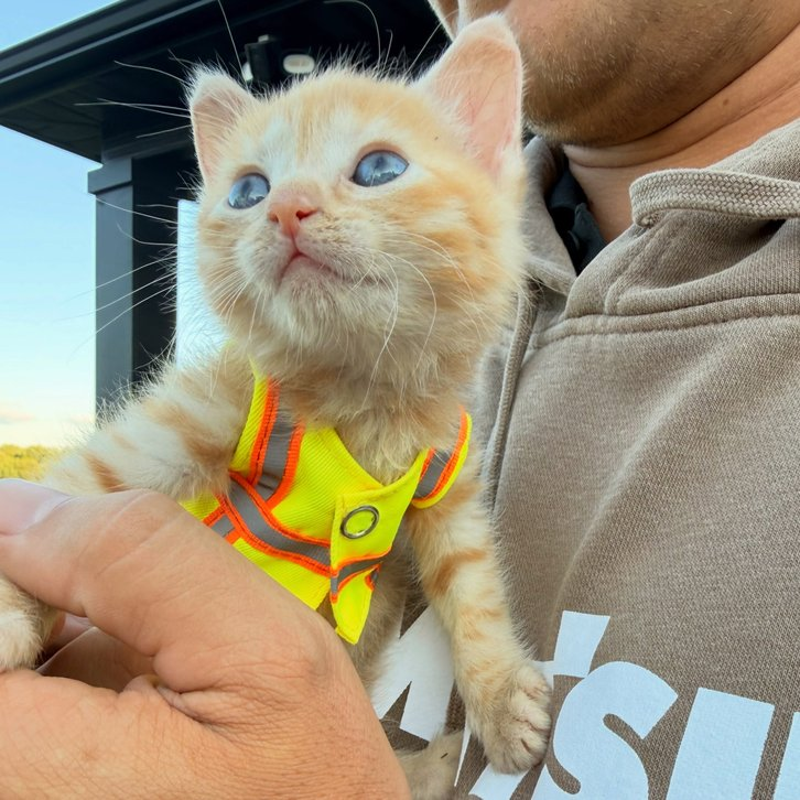 A kitten got stuck in an excavator and became a member of the team. - Series Cats, Kittens, Animal Rescue, cat, USA, Ohio, Milota, Longpost, Excavator, Excavator operator