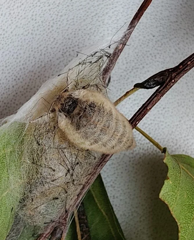 Continuation of the post An Unusual Guest - My, Survey, Experiment, Biology, Caterpillar, Growing, Longpost, Reply to post