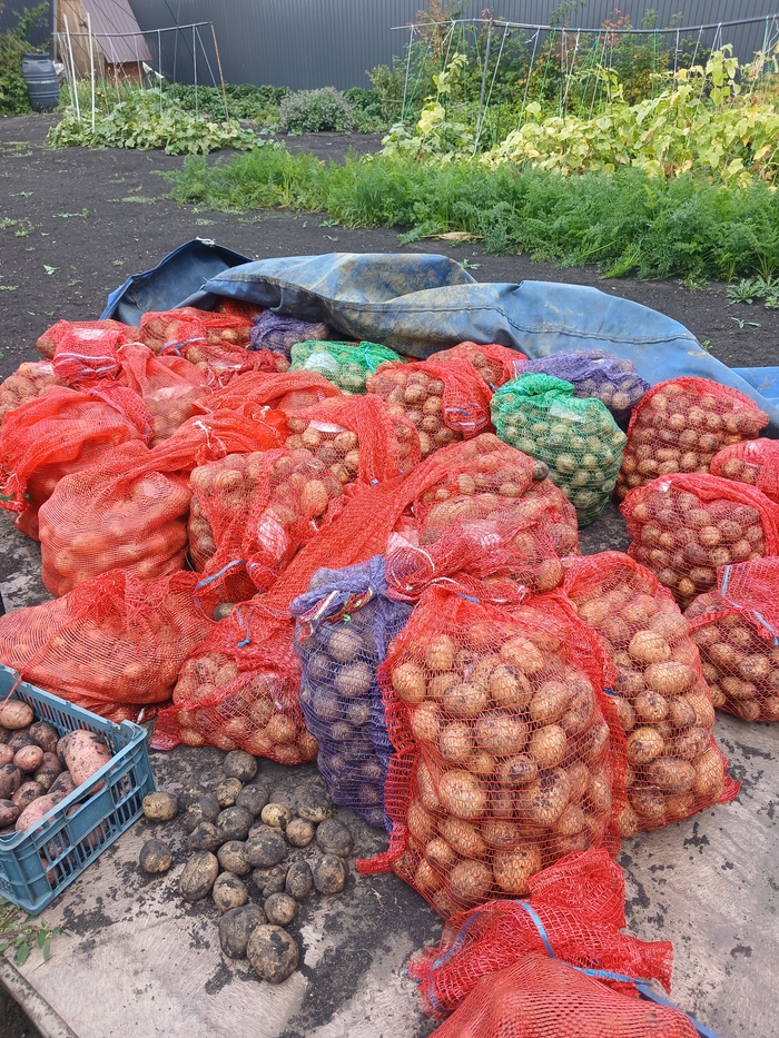 Картошка