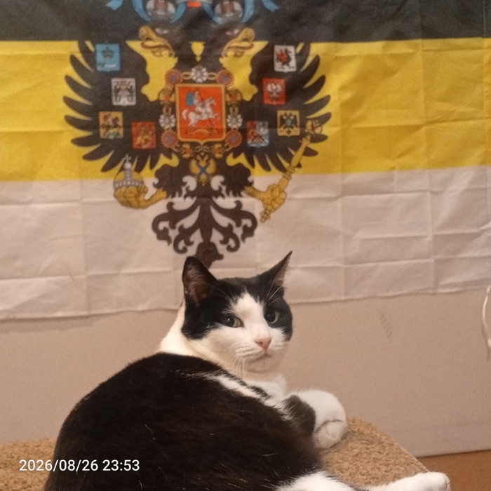 Коты