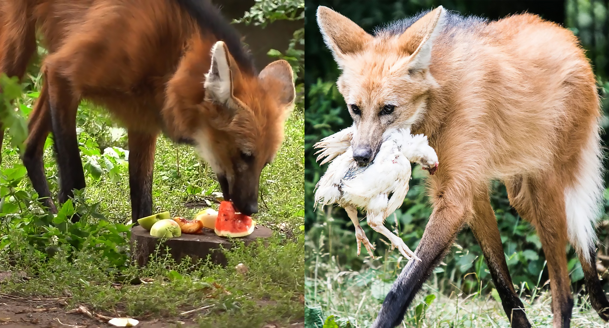School Facts: Guar Bonus - Series School facts, My, Biology, Informative, Facts, Nature, Animals, Nauchpop, In the animal world, Amazing, Astonishment, Mammals, Predatory animals, Canines, Wolf, Video, Vertical video, Short videos, Longpost