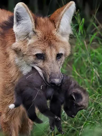 School Facts: Guar Bonus - Series School facts, My, Biology, Informative, Facts, Nature, Animals, Nauchpop, In the animal world, Amazing, Astonishment, Mammals, Predatory animals, Canines, Wolf, Video, Vertical video, Short videos, Longpost