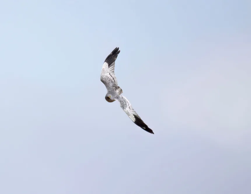 Montagu's harrier single-handedly rebounds in Britain - Series Predator birds, meadow harrier, Hawks, Birds, Predator birds, Wild animals, Great Britain, The only one, Protection of Nature, Red Book, Rare view, wildlife, Chick, Nesting, Harrier (bird), Longpost