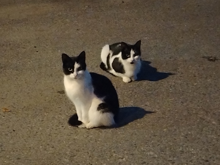 Ночные коты