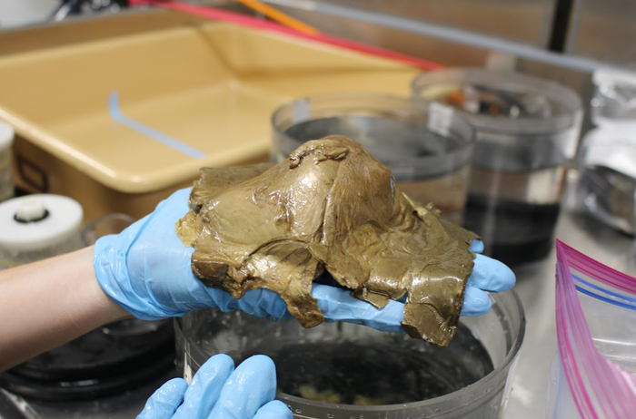 ����: NOAA Ocean Exploration