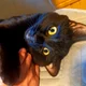 Аватар пользователя GreenEyedCat77