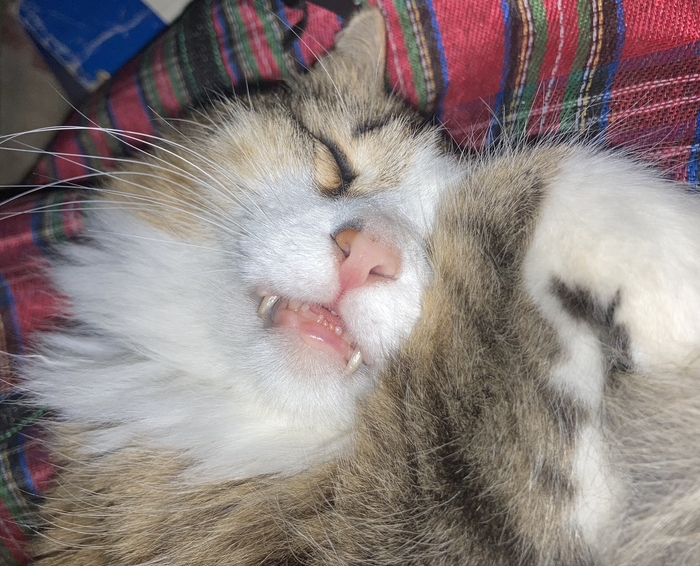 Котенька- спатенька