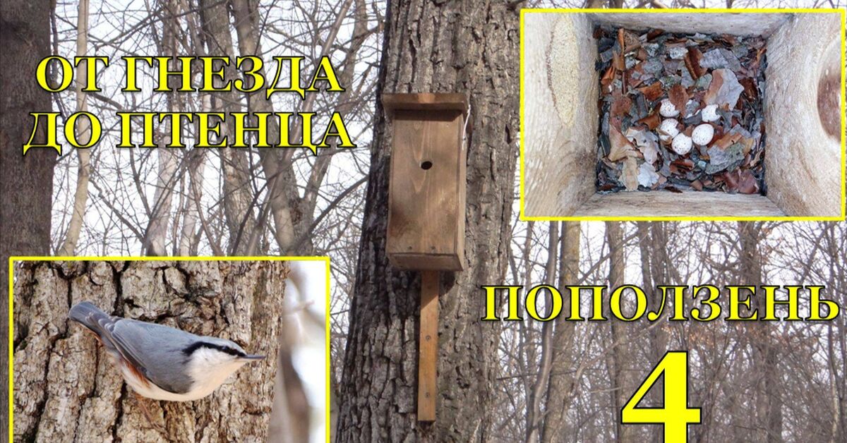 From Nest to Chick. Nuthatch (Sitta europaea). Episode 4 - Short videos, A life, Rutube, In the animal world, Birds, The nature of Russia, Bird watching, Nuthatch, Ornithology League, Ornithology, Video, Birdhouse, Chick