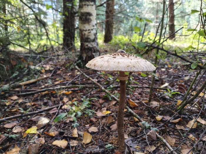 Macrolepiota procera (Гриб-зонтик пёстрый)