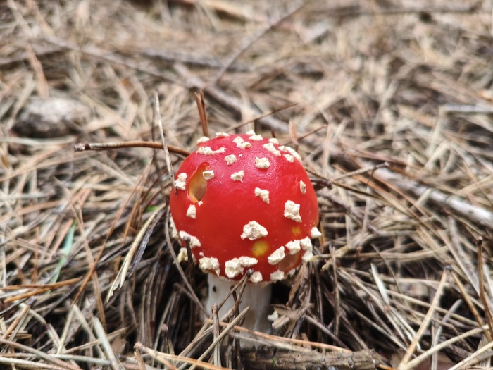 Мухомор красный (лат. Amanita muscaria)