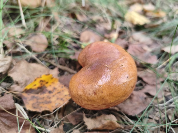Маслёнок (лат. Suillus)