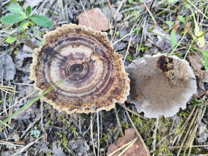 Сухлянка двухлетняя (лат. Coltricia perennis)