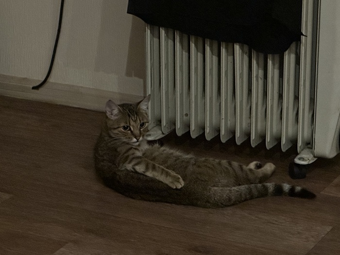 Кошка Алёшка