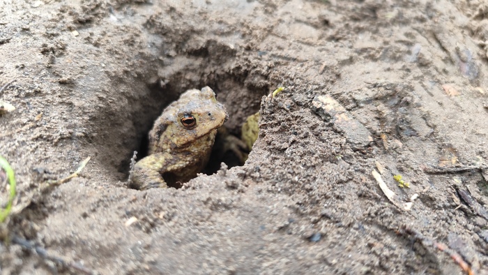 ������������ ���� (Bufo bufo)