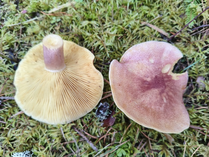 ������� ����-������� (���. Tricholomopsis rutilans)