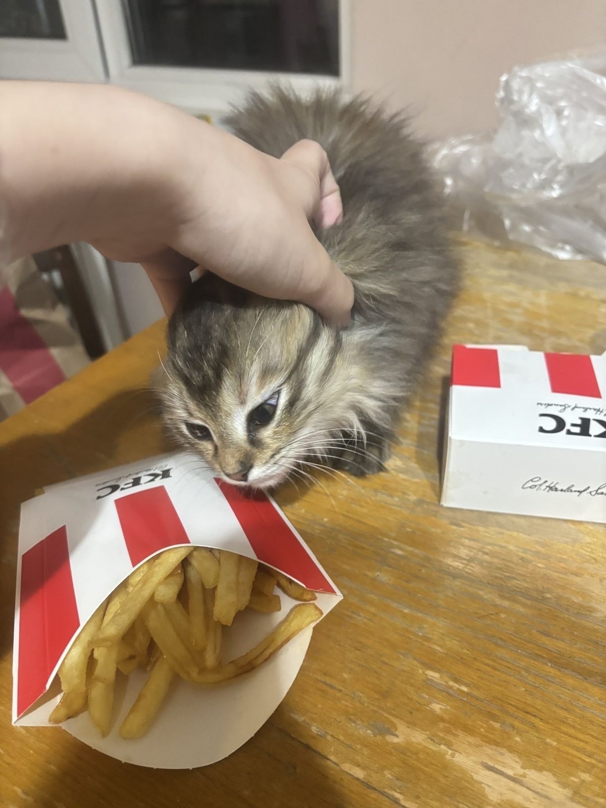 What's there to eat? - cat, Food, Curiosity, Plate, Longpost, A selection, The photo