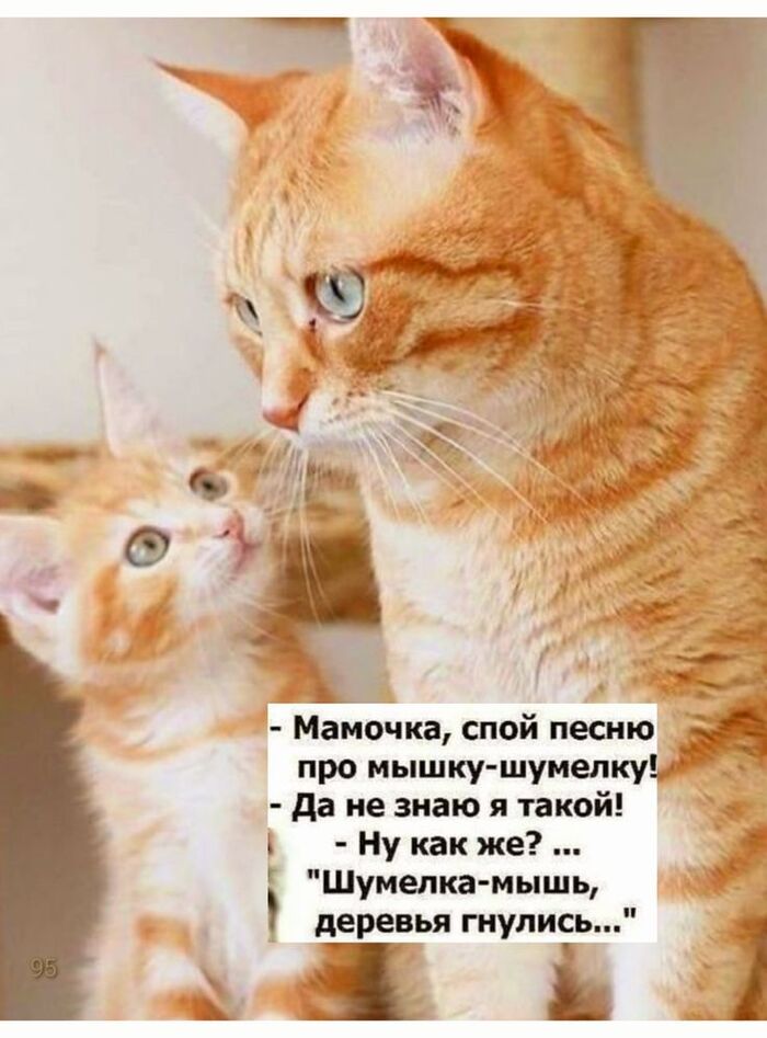 Мяун подрастает)))