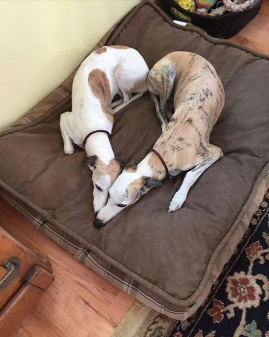 �� ������� ���� ������