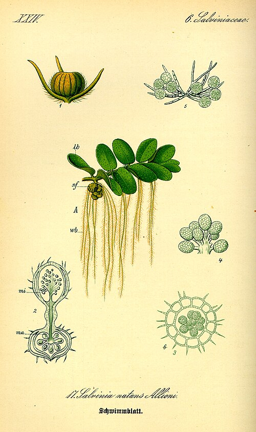 ������������ ����������� �� ����� �. �. ���� Flora von Deutschland, Österreich und der Schweiz, 1885 (�� ���������)