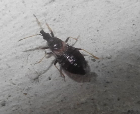 Хищник-крошка Temnostethus gracilis