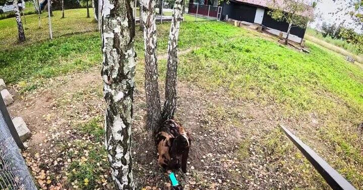 What a thrill! How Leo the goat broke his leg and the whole herd was worried about him. - Series Goats, Injury, Operation, Goat, Farmer, Pets, Video, Video VK