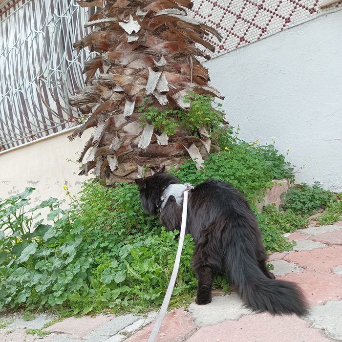 Та самая пальма