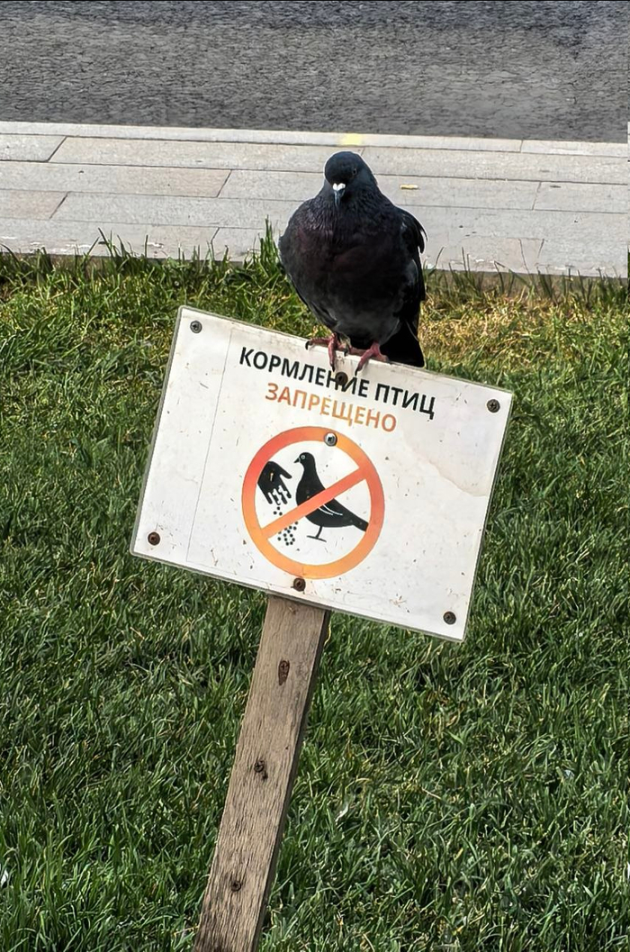 Одиночный пикет