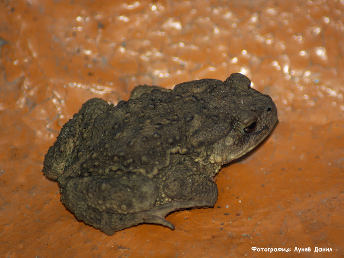Скучает🐸🐸🐸