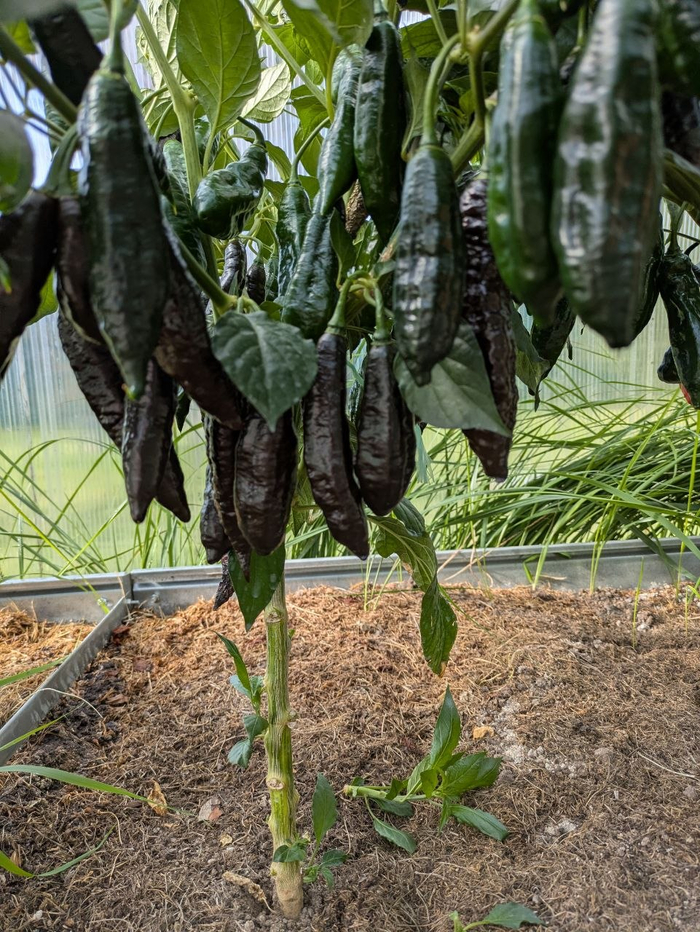 7Pot Жираф