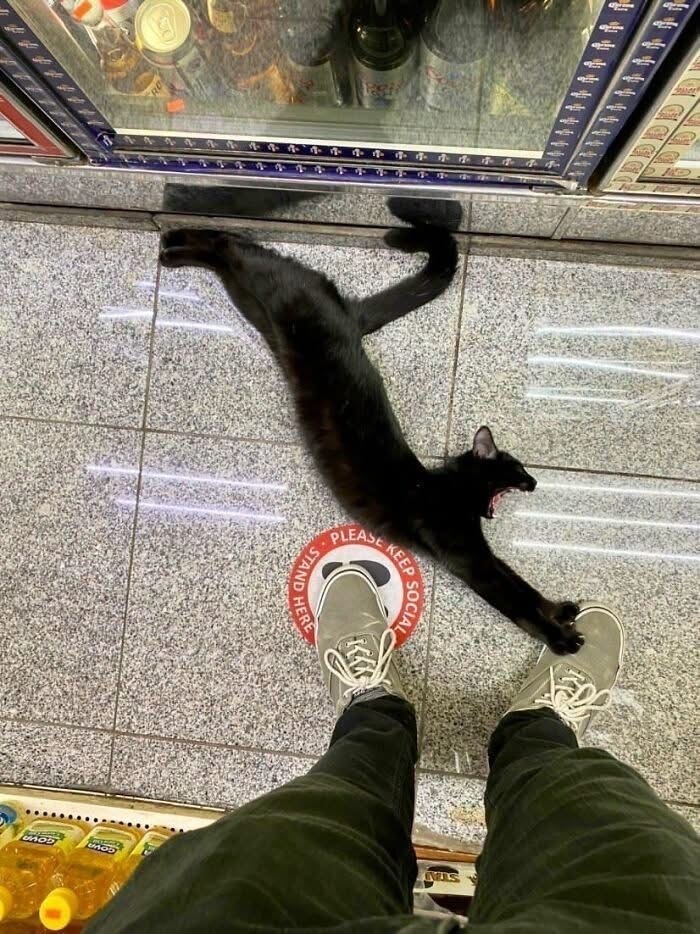 Попался