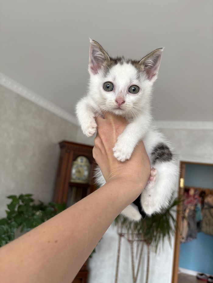 Кот