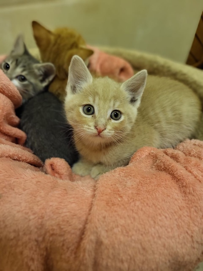 Кот