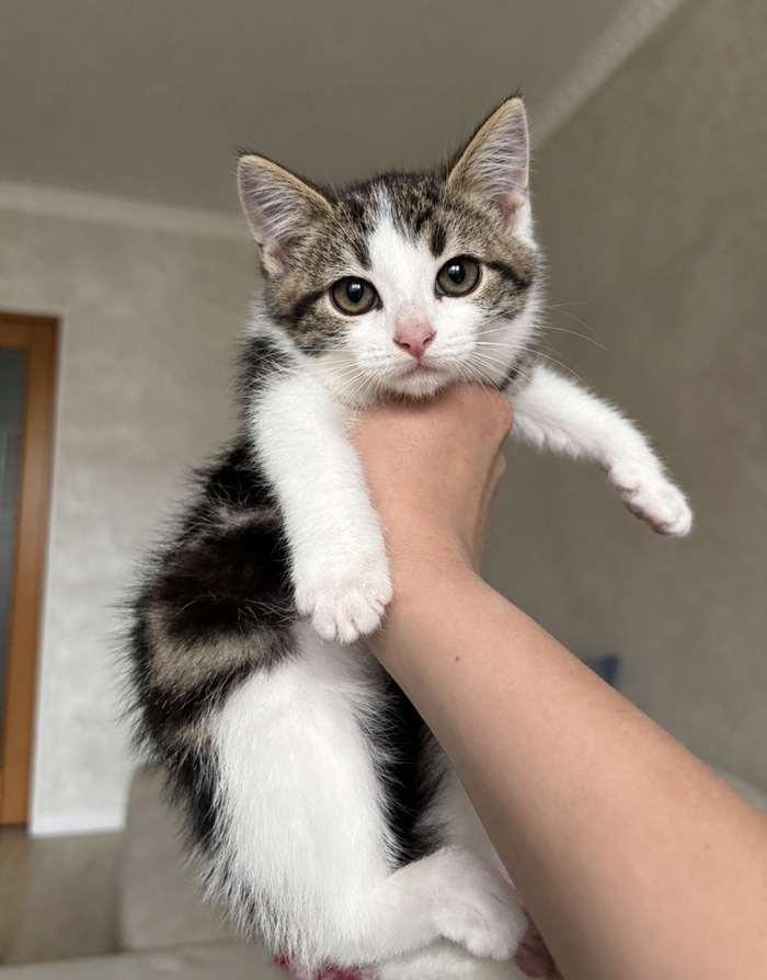 Котик , самый любопытный , которому все время нужно куда то бежать исследовать