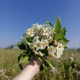vgnezdesoroki