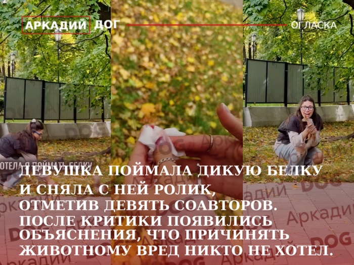Девушка поймала дикую белку ради ролика, отметила девять соавторов, а после критики заявила, что причинять вред животному никто не хотел