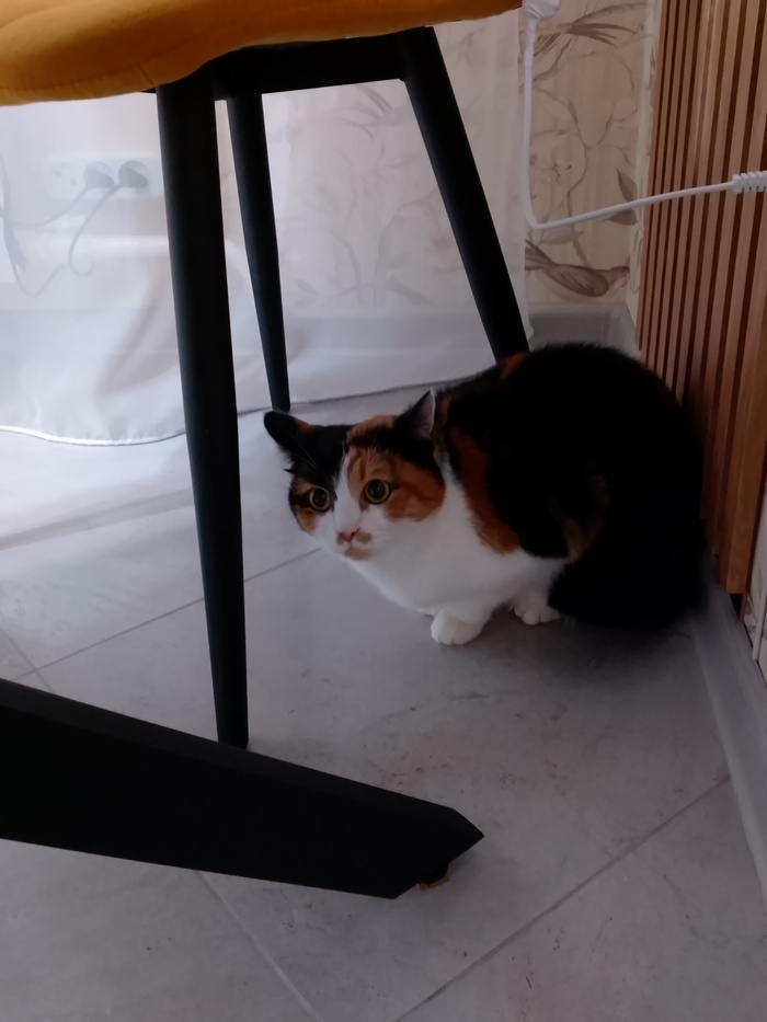 Кошка немного с ебанцой